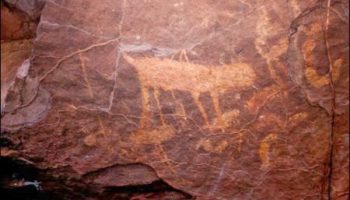 Picture White Lipped Peccaries Trails Help Discover Cave Drawings 10,000 Years Old
