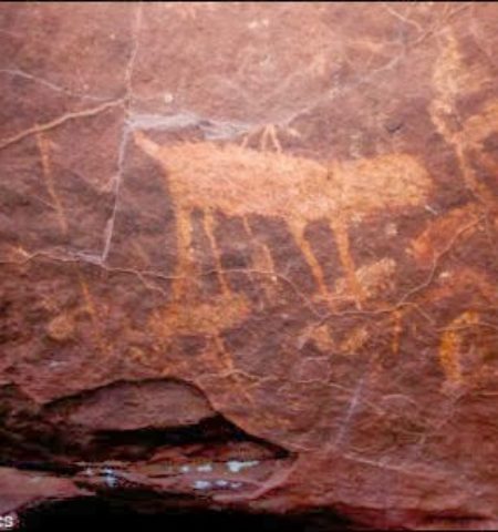 Picture White Lipped Peccaries Trails Help Discover Cave Drawings 10,000 Years Old