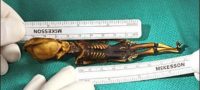 Picture Skeleton Of ‘Alien Looking’ Tiny Creature with Nine Ribs Which Was Discovered Was Actually A Human, Reveal Scientists