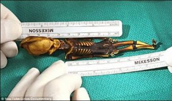 Picture Skeleton Of ‘Alien Looking’ Tiny Creature with Nine Ribs Which Was Discovered Was Actually A Human, Reveal Scientists