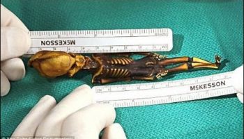 Picture Skeleton Of ‘Alien Looking’ Tiny Creature with Nine Ribs Which Was Discovered Was Actually A Human, Reveal Scientists