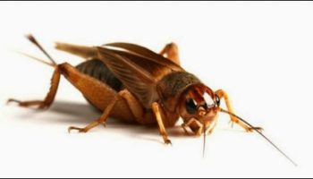 Picture A Man Records Crickets Chirping. He Slows Down The Track And Finds It To Be Similar To Humans Singing