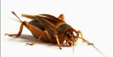 Picture A Man Records Crickets Chirping. He Slows Down The Track And Finds It To Be Similar To Humans Singing