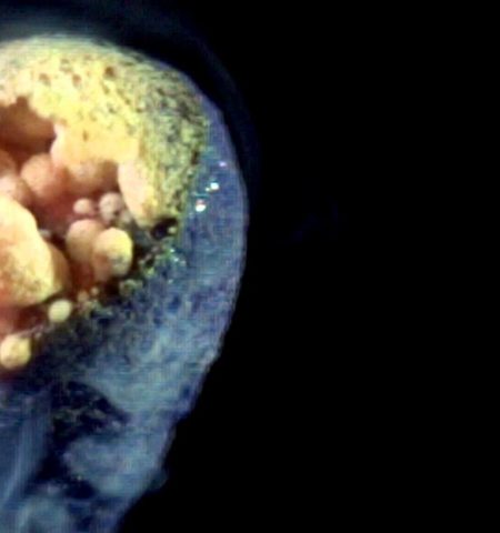 Picture This Video Of A Match Burning In Slow Motion Is A Must Watch