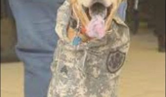 Picture Meet The Two-Legged Dog, Faith, Who Is An Honorary Sergeant In The U.S Army