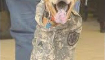 Picture Meet The Two-Legged Dog, Faith, Who Is An Honorary Sergeant In The U.S Army