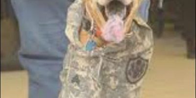Picture Meet The Two-Legged Dog, Faith, Who Is An Honorary Sergeant In The U.S Army