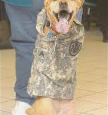 Picture Meet The Two-Legged Dog, Faith, Who Is An Honorary Sergeant In The U.S Army