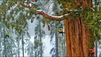 Picture Massive 3,200 Year Old Tree That’s Never Until Now, Been Captured In A Single Image