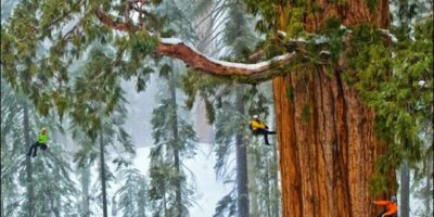 Picture Massive 3,200 Year Old Tree That’s Never Until Now, Been Captured In A Single Image