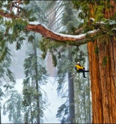 Picture Massive 3,200 Year Old Tree That’s Never Until Now, Been Captured In A Single Image