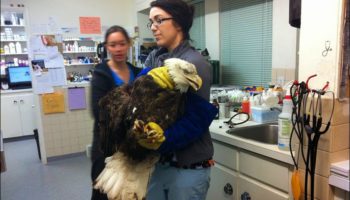 Picture At An Animal Hospital, Vets Were Not Expecting This To Show Up But It Did And They Were More Than Surprised!
