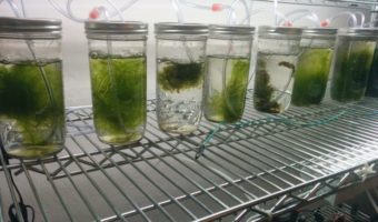 Picture This Algae Based Battery Charges Faster And Lasts Longer Than Normal Batteries