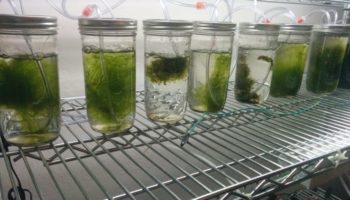 Picture This Algae Based Battery Charges Faster And Lasts Longer Than Normal Batteries