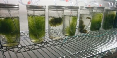 Picture This Algae Based Battery Charges Faster And Lasts Longer Than Normal Batteries