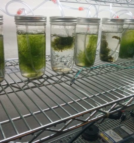 Picture This Algae Based Battery Charges Faster And Lasts Longer Than Normal Batteries