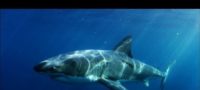Picture A super predator ate an entire 9 foot great white shark in The Australian Ocean