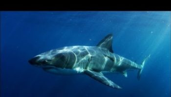 Picture A super predator ate an entire 9 foot great white shark in The Australian Ocean