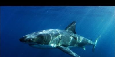 Picture A super predator ate an entire 9 foot great white shark in The Australian Ocean