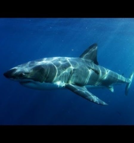 Picture A super predator ate an entire 9 foot great white shark in The Australian Ocean