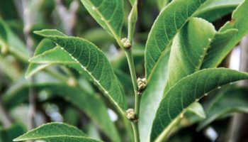 Picture A Plant That Actually Eats Heavy Metal Has Recently Been Discovered In Philippine