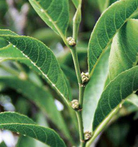 Picture A Plant That Actually Eats Heavy Metal Has Recently Been Discovered In Philippine