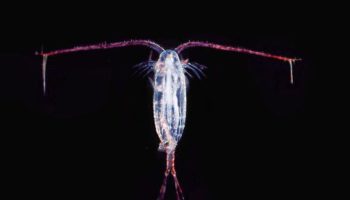 Picture Plastics In The Ocean Are Disappearing Mysteriously And Scientists Believe These Could Be The Reasons Why