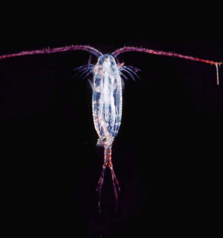 Picture Plastics In The Ocean Are Disappearing Mysteriously And Scientists Believe These Could Be The Reasons Why