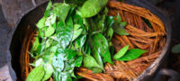 Picture 5 Reasons You Should Be Using The Ayahuasca. It Has Incredible Medicinal Values