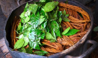 Picture 5 Reasons You Should Be Using The Ayahuasca. It Has Incredible Medicinal Values