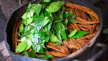 Picture 5 Reasons You Should Be Using The Ayahuasca. It Has Incredible Medicinal Values
