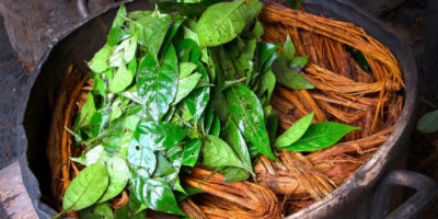 Picture 5 Reasons You Should Be Using The Ayahuasca. It Has Incredible Medicinal Values