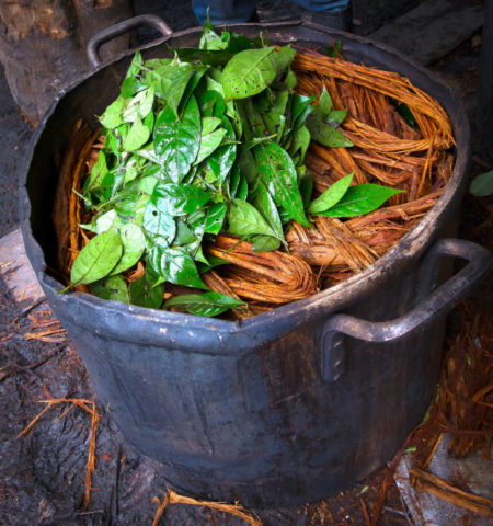 Picture 5 Reasons You Should Be Using The Ayahuasca. It Has Incredible Medicinal Values