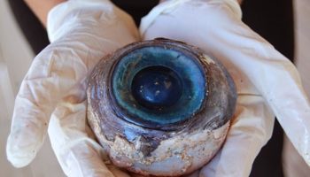 Picture Mystery Of Giant Eyeball That Puzzled Marine Biologists In Florida Solved