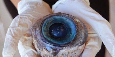 Picture Mystery Of Giant Eyeball That Puzzled Marine Biologists In Florida Solved