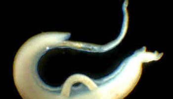 Picture This Mysterious Living Creature Found in 6200-Year-Old Tomb Links Technology To Spread Of Disease