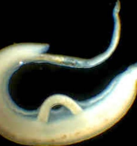 Picture This Mysterious Living Creature Found in 6200-Year-Old Tomb Links Technology To Spread Of Disease