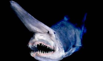 Picture At Nearly 7 Miles Depth, The Mariana Trench Has Some Of The Scariest, Most Bizarre Creatures