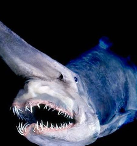 Picture At Nearly 7 Miles Depth, The Mariana Trench Has Some Of The Scariest, Most Bizarre Creatures