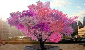 Picture With This Single Tree, You Can Grow 40 Different Types Of Fruits