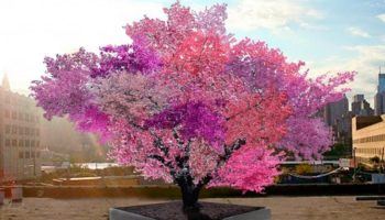 Picture With This Single Tree, You Can Grow 40 Different Types Of Fruits