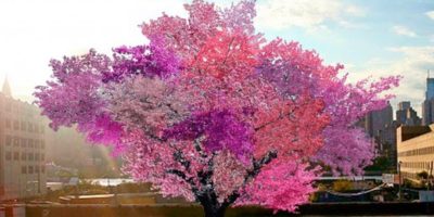 Picture With This Single Tree, You Can Grow 40 Different Types Of Fruits