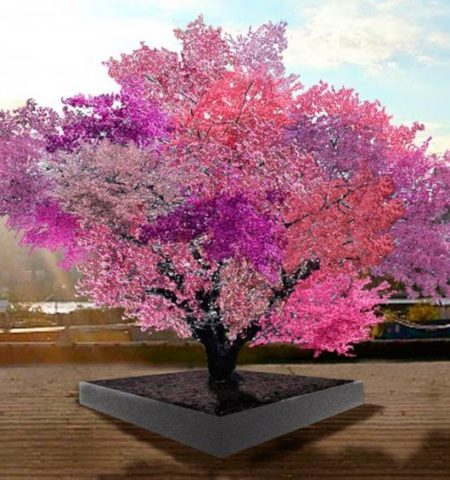 Picture With This Single Tree, You Can Grow 40 Different Types Of Fruits