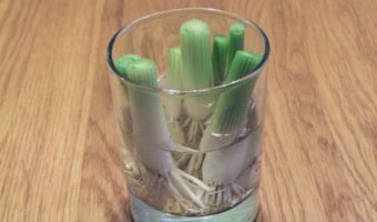Picture 8 Vegetables You Only Need To Buy Once, Then Can Regrow Forever
