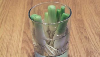 Picture 8 Vegetables You Only Need To Buy Once, Then Can Regrow Forever