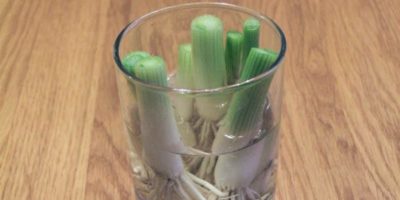 Picture 8 Vegetables You Only Need To Buy Once, Then Can Regrow Forever