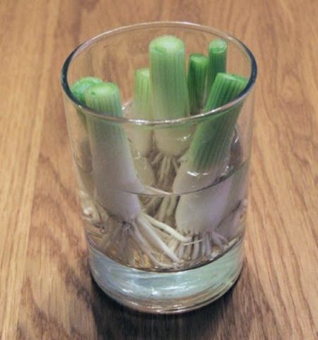Picture 8 Vegetables You Only Need To Buy Once, Then Can Regrow Forever