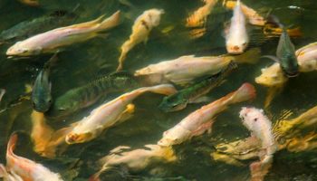 Picture Thousands Of Exotic Fish Have Turned This Abandoned Shopping Mall Into An Aquarium