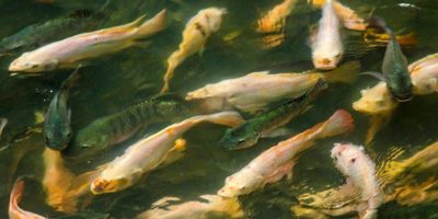 Picture Thousands Of Exotic Fish Have Turned This Abandoned Shopping Mall Into An Aquarium