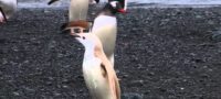 Picture Tourists Spotted A Rare “blonde penguin” During A National Geographic Cruise